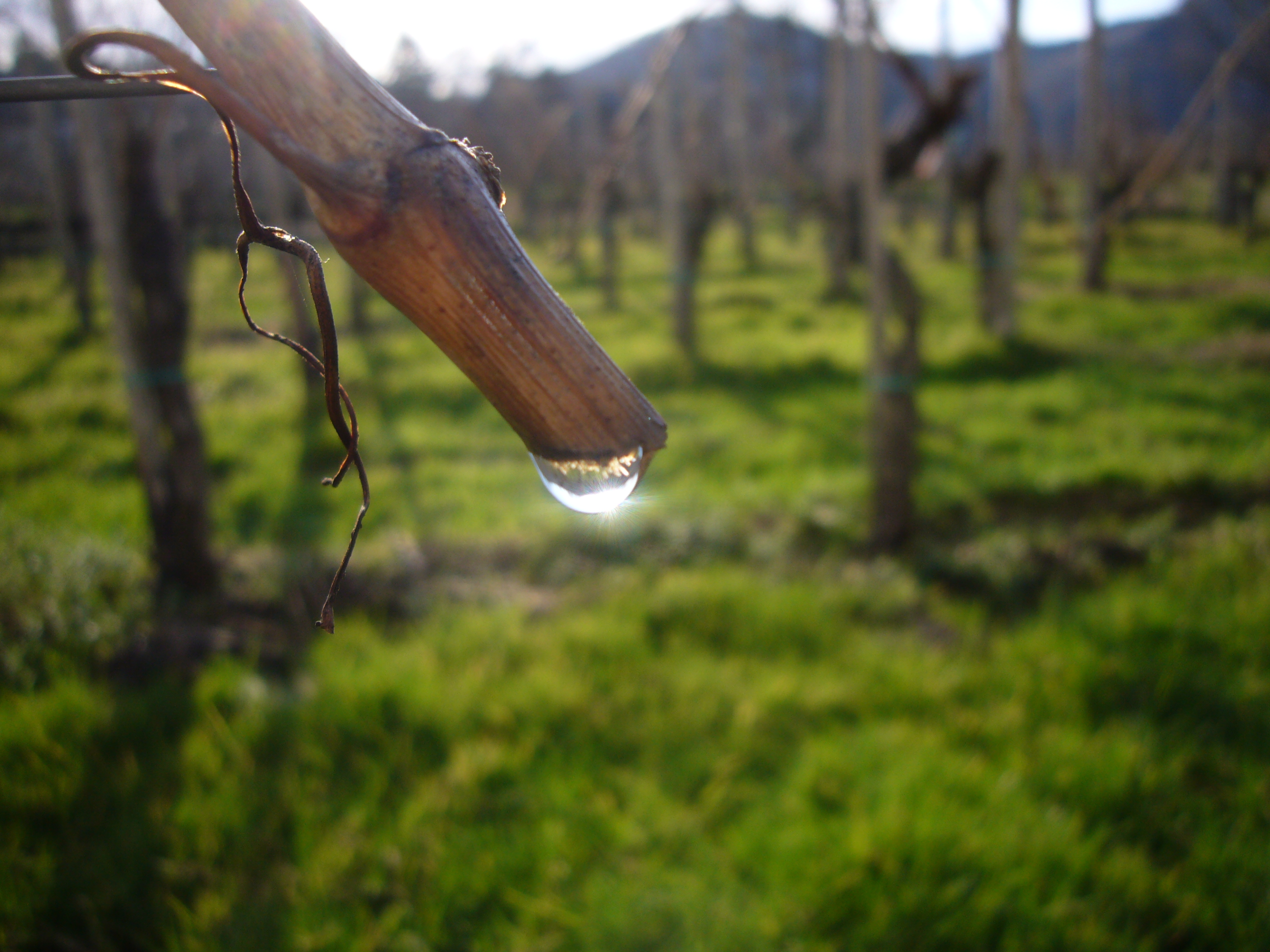 Weinende Reben